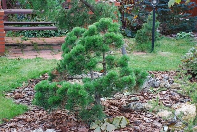 Pinus nigra Nana  3