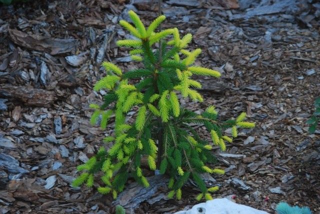 Picea abies Gold Drift