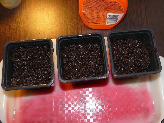 посев томатов 6