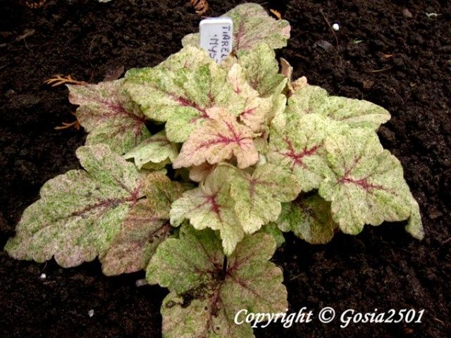 Tiarella‘Mystic Mist’