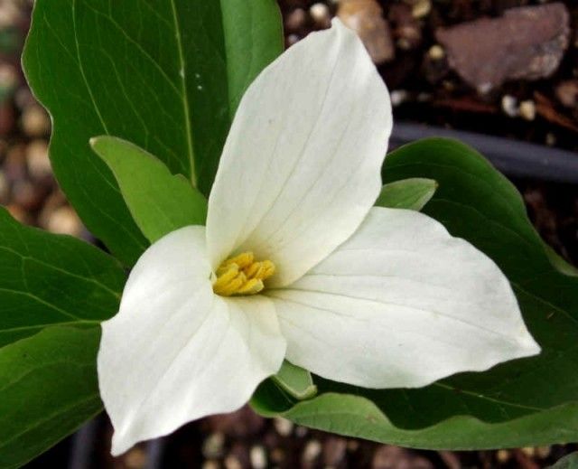 Trillium grandiflorum