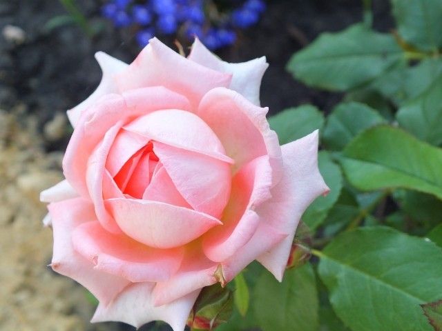 Fleurs En Seine  6