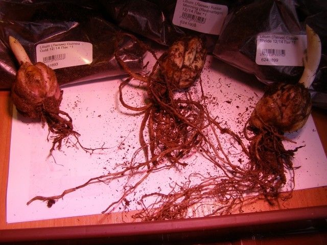2013 03 01