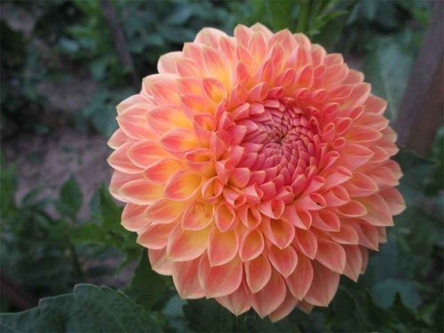 Blyton Softer Gleam