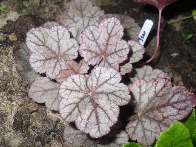 гейхера Morning Star