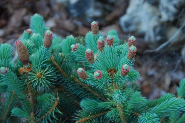 Picea pungens Hermann Naue шишки