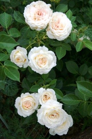 Mon Jardin 2
