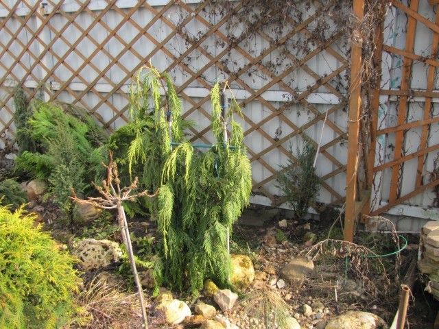 CHAMAECYPARIS NOOTK   PENDULA