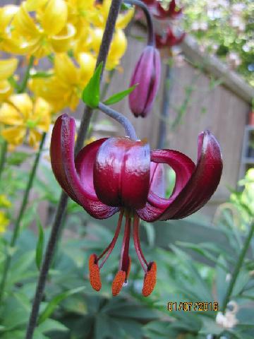 BLACK PRINCE