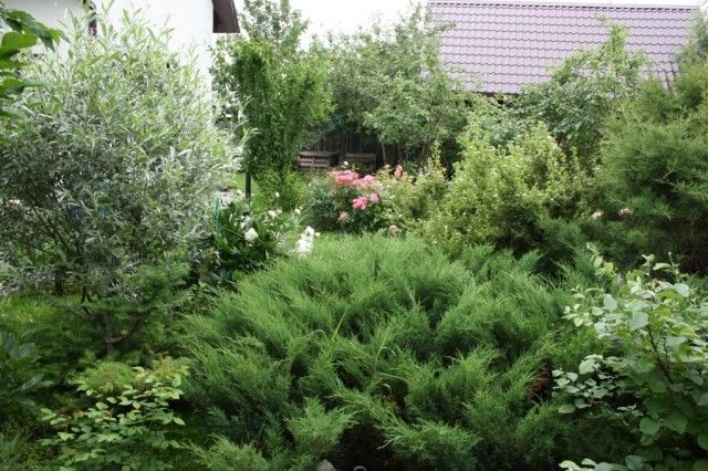 Казацкий можжевельник занимает очень много места    Все место