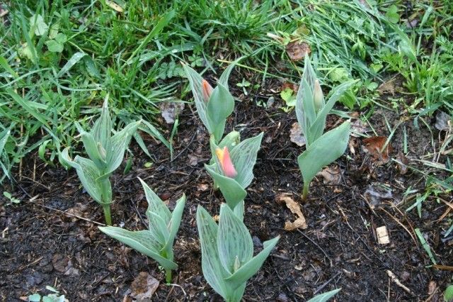 Т Хертс делайт