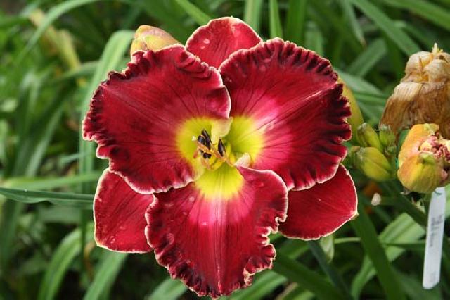 СЕРДЦЕ МОСКВЫ