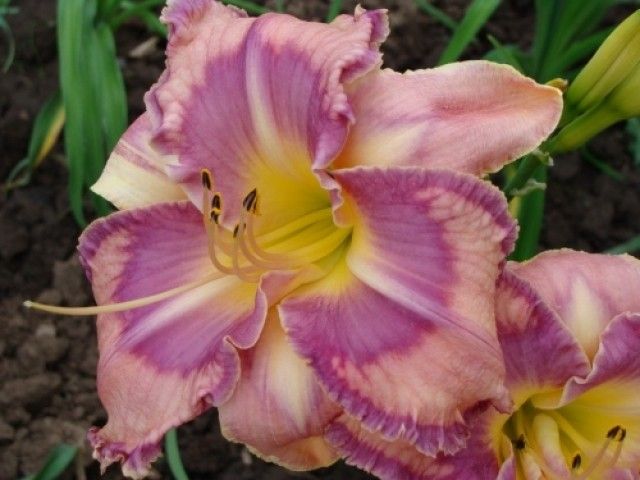 MILDRED MITCHELL 63 03