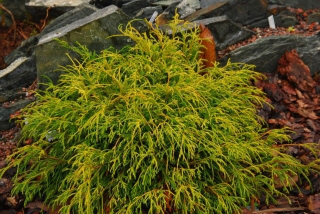 Chamaecyparis pisifera Sungold