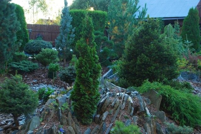 Thuja occidentalis  Zmatlik