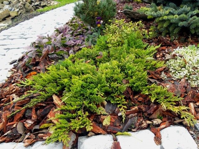 Juniperus horizontalis ‘Golden Carpet’