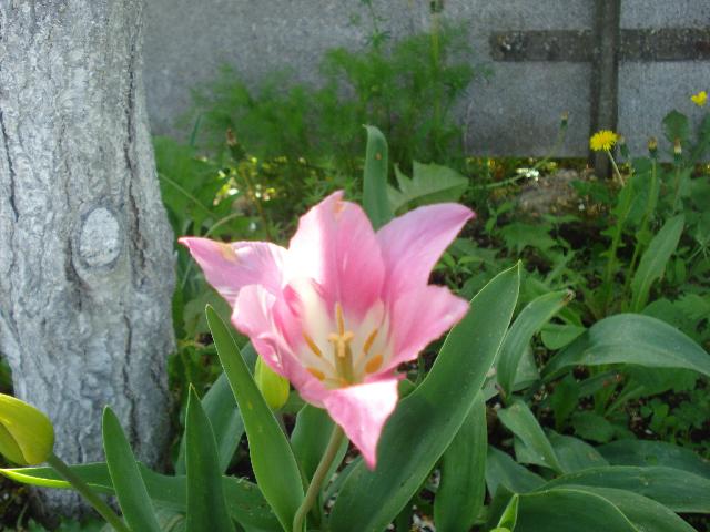 DSC00063