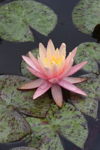 Pink Grapefruit