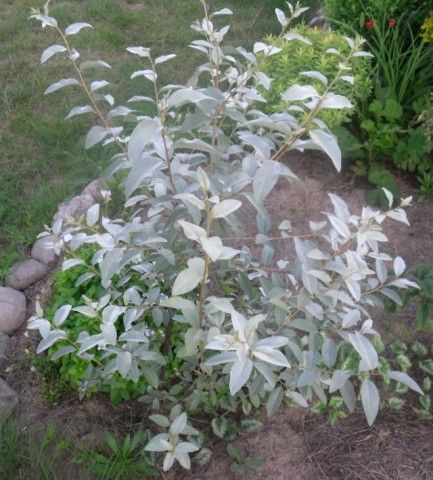 лох Сильвер Квик