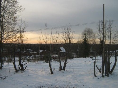 Живая изгородь из лип