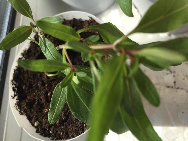 Подскажите что это за цветок