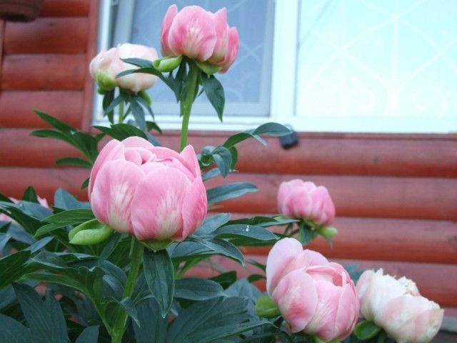 DSCF9623 b