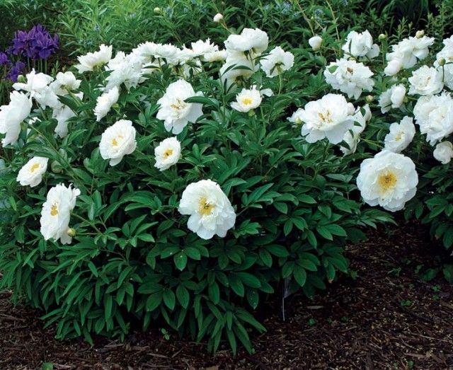 041103 peony missamer xlg