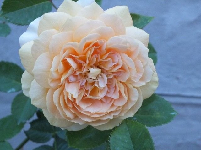 DSCF1708