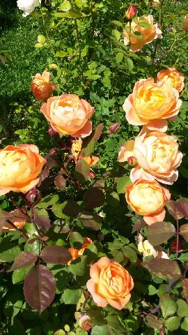 Lady Emma Hamilton