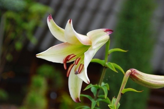 Lilium formosanum