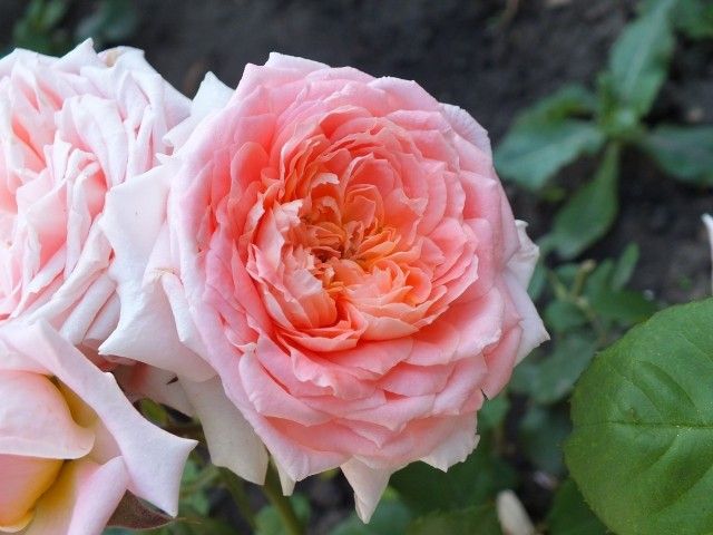 Fleurs En Seine  2