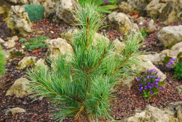Pinus koraiensis Chibanichi 2011 год
