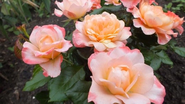 DSCF0243
