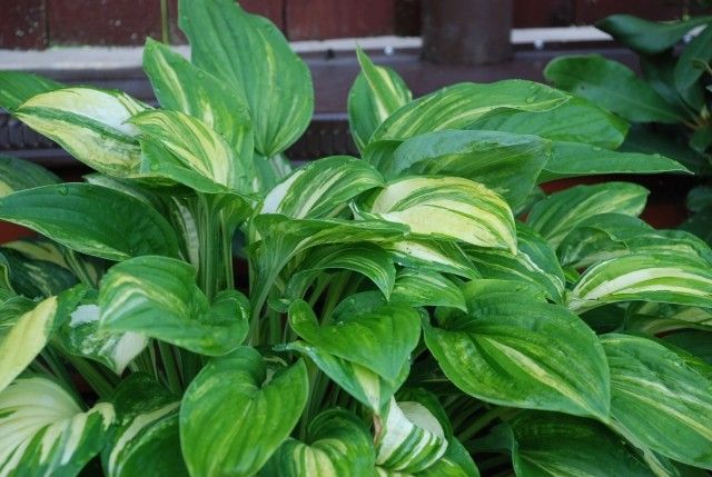 Hosta Stealth