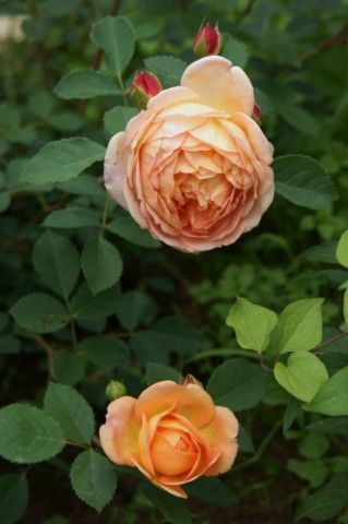 Lady of Shalott