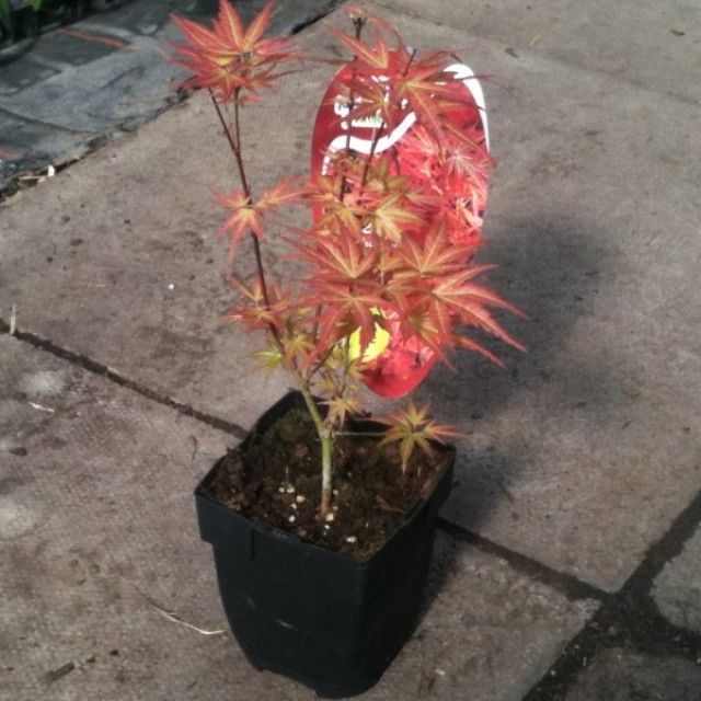 acer palmatum wilsons pink dwarf