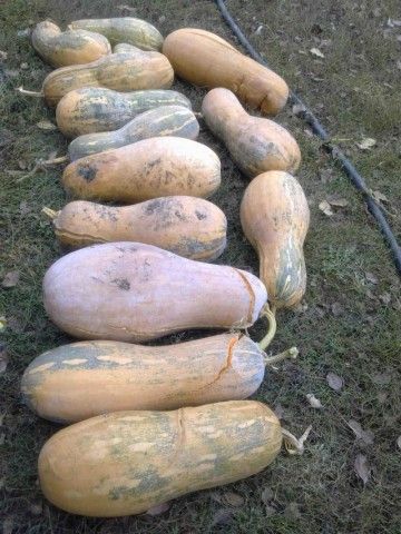 Тыква Мускатная 2012 11 05