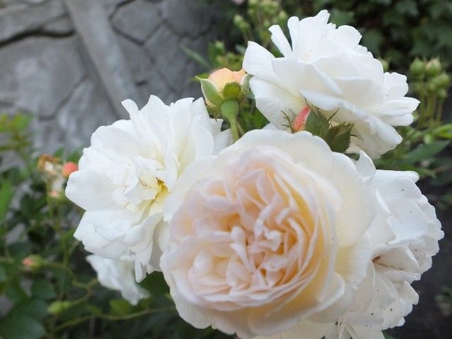 DSCF1461