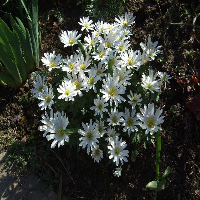 Ветренница нежная 130510  15