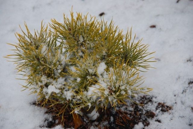 Pinus sylvestris Jakutsk