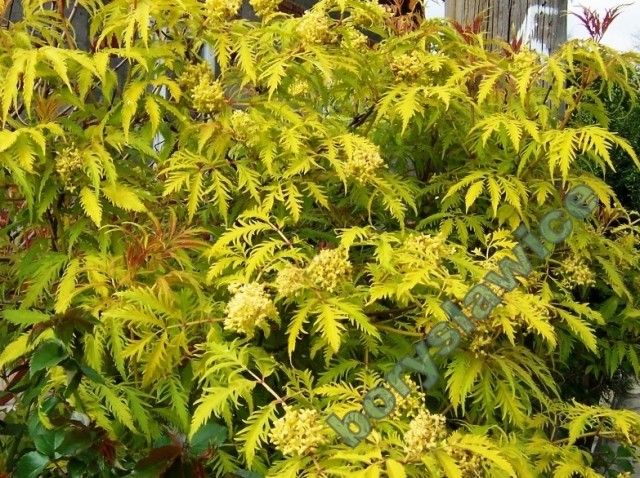 Sambucus racemosa plumosa aurea   boryslawice