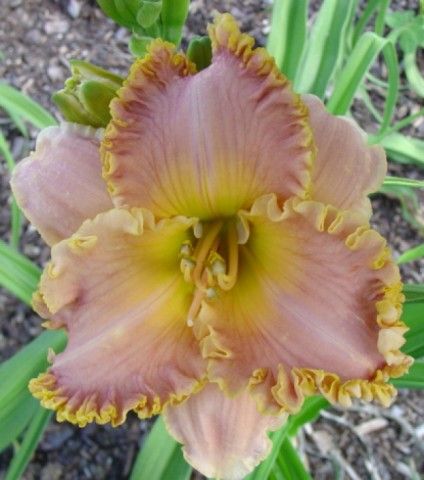 SPACECOAST STARBURST 123 65