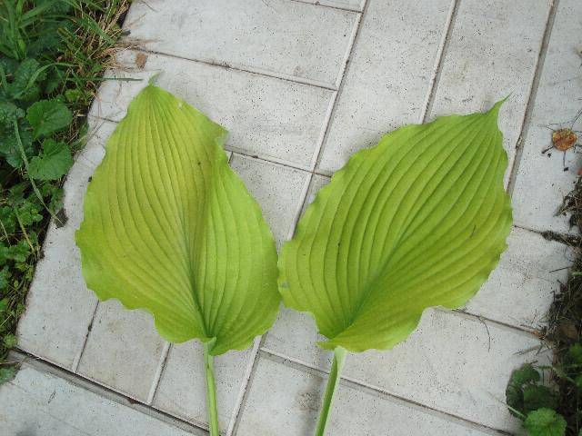 DSC01498