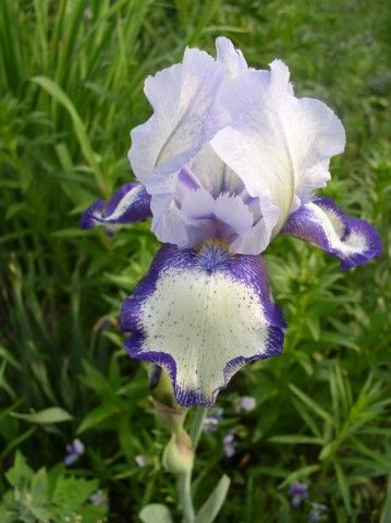 Ирис бородатый