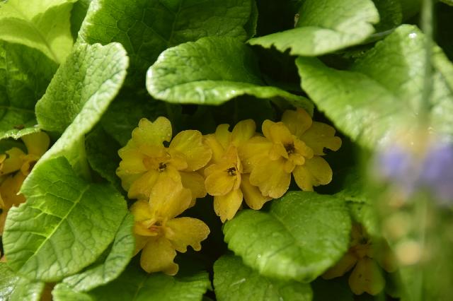 Primula vulgaris Sunshine Susie