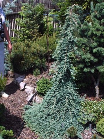 Juniperus horizontalis ‘Icee Blue’