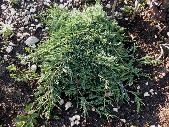 Juniperus horizontalis ‘Icee Blue’