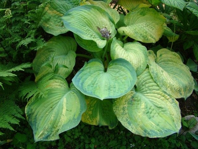 2013 06 21 001 088