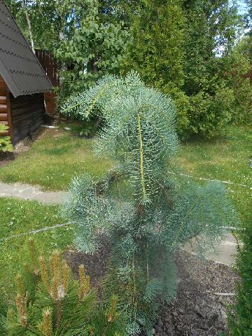 Abies concolor Fagerhult2