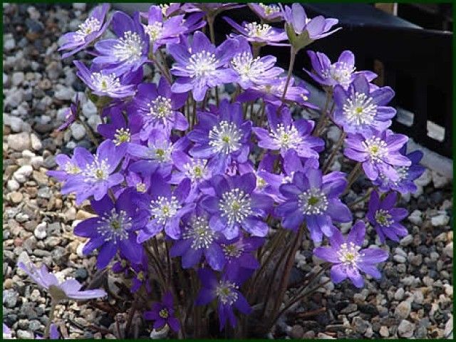 Hepatica acutiloba